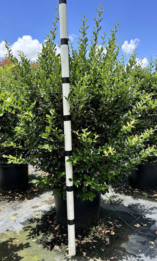Recurve Ligustrum 15 Gallon Container
