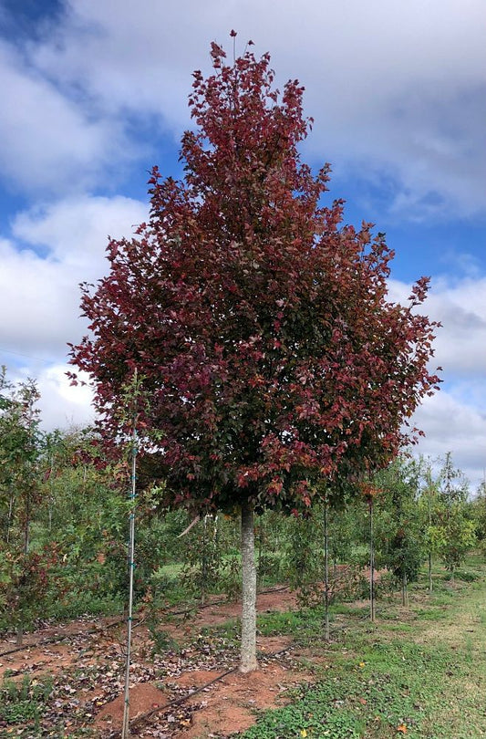 Red Sky Maple 15 Gallon Container