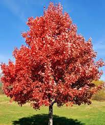 Red Sky Maple 5 Gallon Container