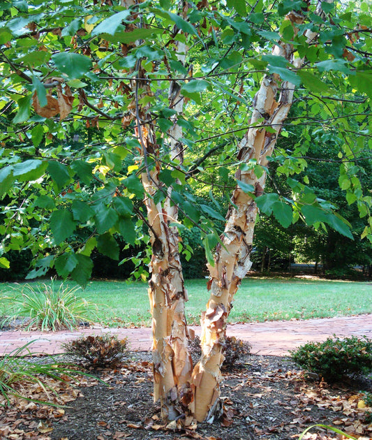River Birch Dura Heat 5 Gallon Container