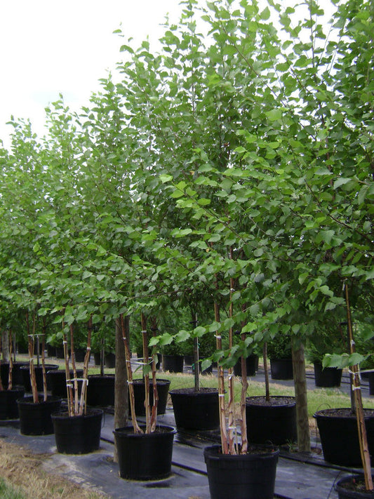 River Birch Heritage 5 Gallon Container