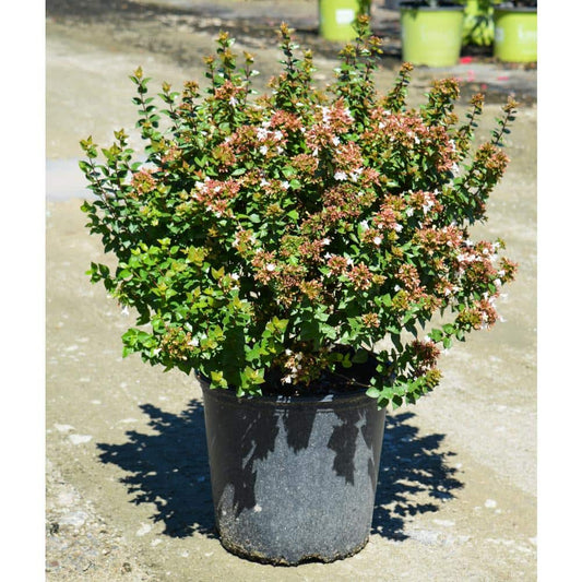 Rose Creek Abelia 3 Gallon Container