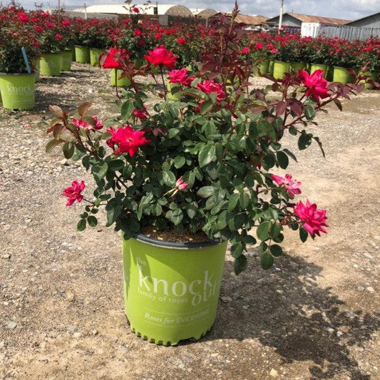 Rose Double Knockout Red 3 Gallon Container