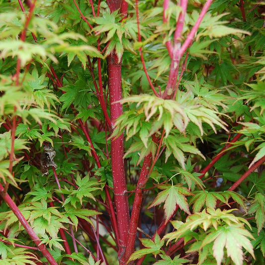 Sango Kaku Japanese Maple 5 Gallon Container