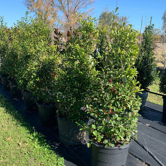 Savannah Holly 15 Gallon Container