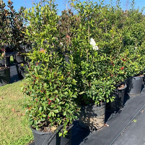 Savannah Holly 5 Gallon Container