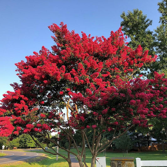 Scarlet Single Stem Crape Myrtle 15 Gallon Container