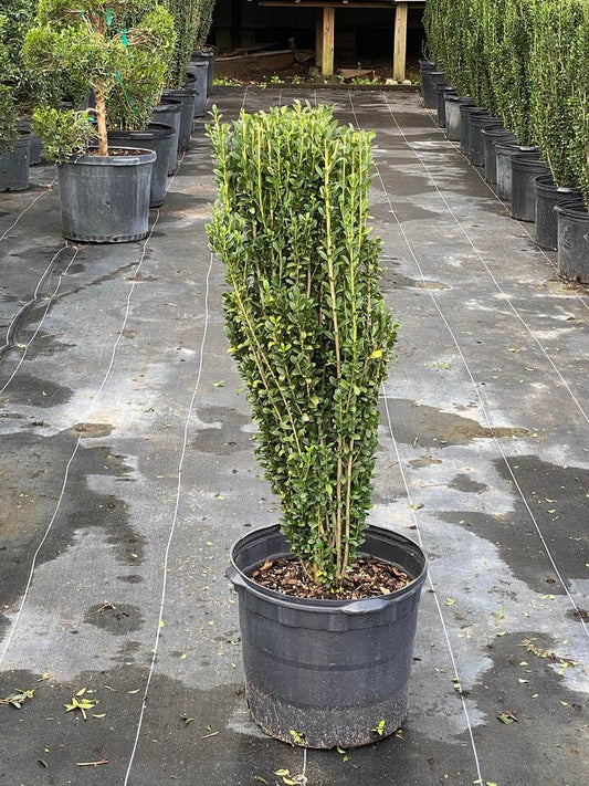 Sky Pencil Holly 7 Gallon Container