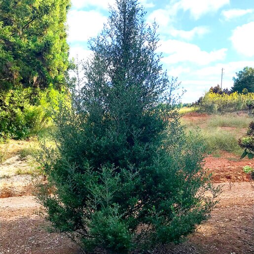 Skyward Yaupon Holly 5 Gallon Container