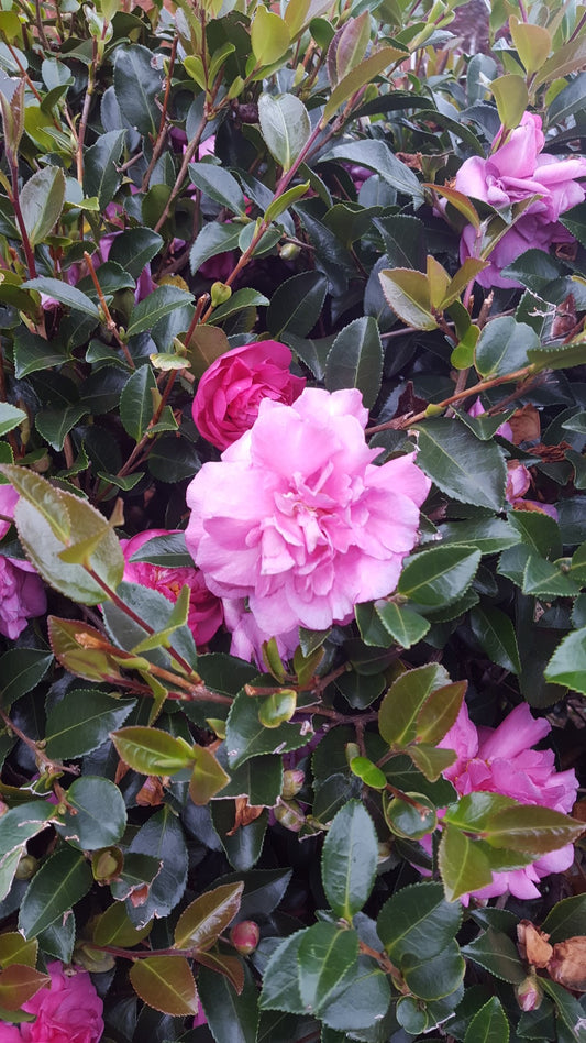 Sparkling Burgundy Camellia Sasanqua 15 Gallon Container