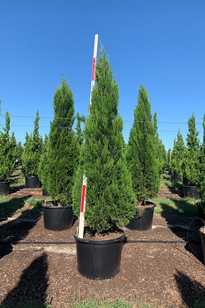 Spartan Juniper 5 Gallon Container