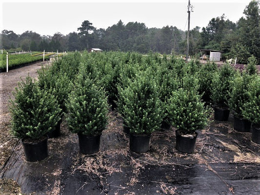 Steeds Holly 7 Gallon Container