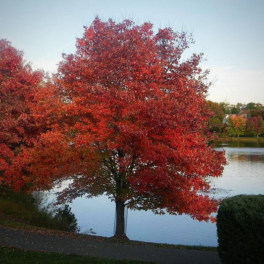 Summer Red Maple 5 Gallon Container