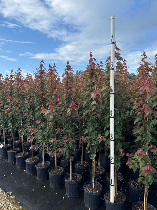 Summer Red Maple 5 Gallon Container