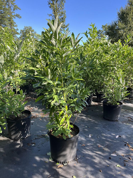 Sweetbay Magnolia 15 Gallon Container