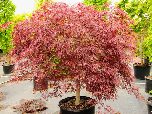 Tamukeyama Japanese Maple 5 Gallon Container