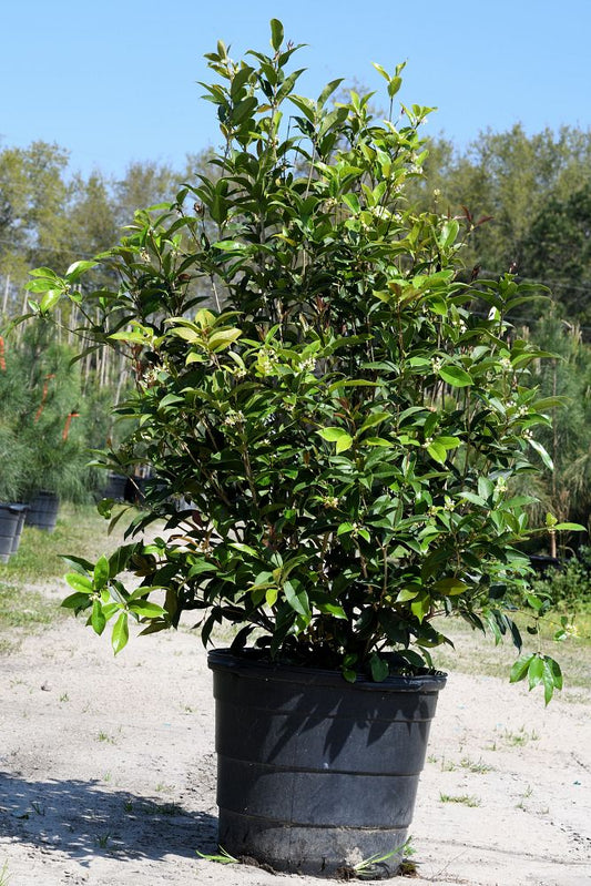 Tea Olive 15 Gallon Container