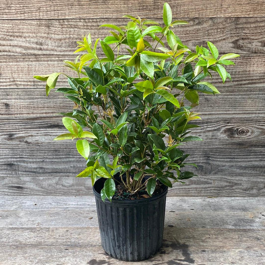 Tea Olive 3 Gallon Container