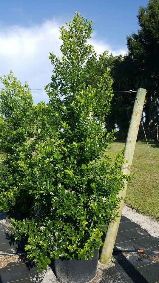 Tensaw Holly Shrub Form 5 Gallon Container
