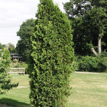 Thuja Everyst Arborvitae 5 Gallon Container