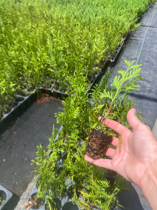 Thuja Green Giant Arborvitae Plug Liners