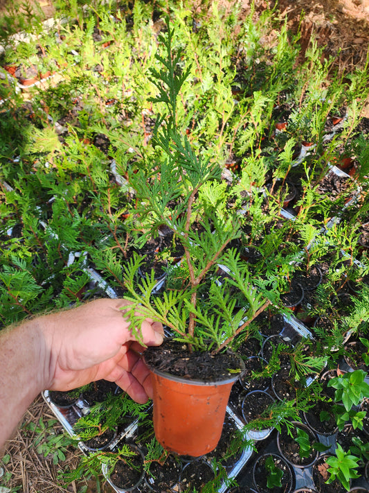 Thuja Green Giant Arborvitae Liners