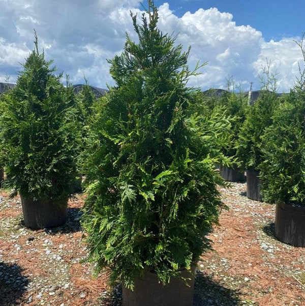 Thuja Green Giant Arborvitae 7 Gallon Container – Tree Farm Direct