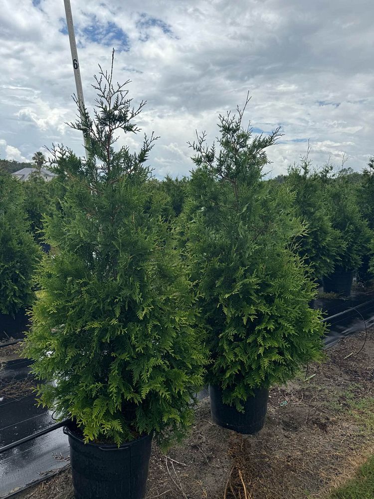Thuja Green Giant Arborvitae 15 Gallon Container – Tree Farm Direct