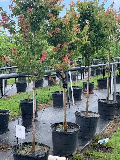 Trident Maple 15 Gallon Container