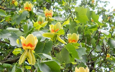 Tulip Poplar 5 Gallon Container