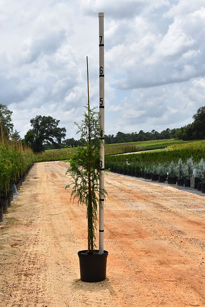Uptyn Bald Cypress 5 Gallon Container