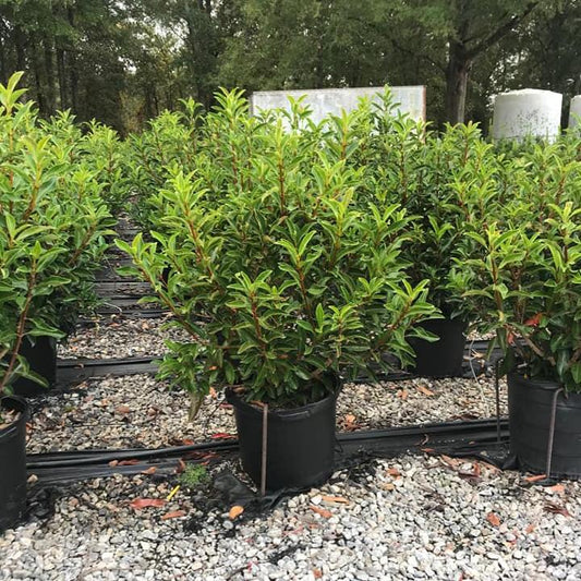 Viburnum Chindo 5 Gallon Container