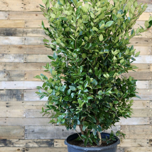 Waxleaf Ligustrum 15 Gallon Container