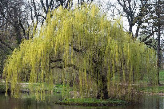 Weeping Willow 5 Gallon Container