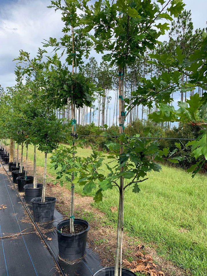 Shade Trees – Tree Farm Direct