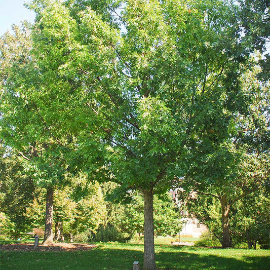 White Oak 5 Gallon Container
