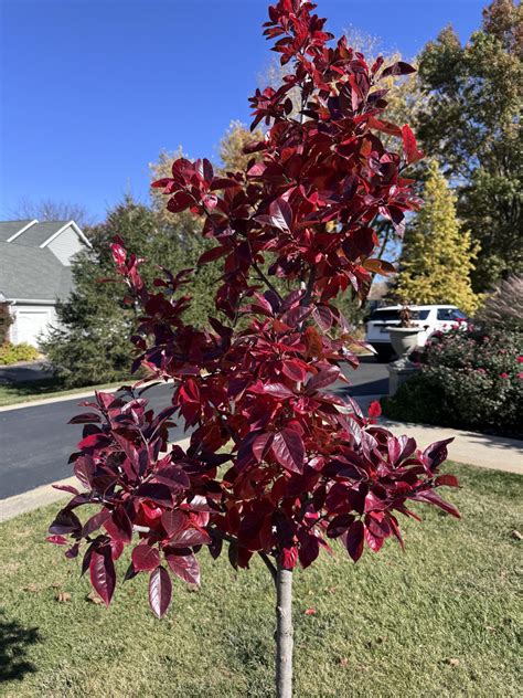 Wildfire Blackgum 15 Gallon Container