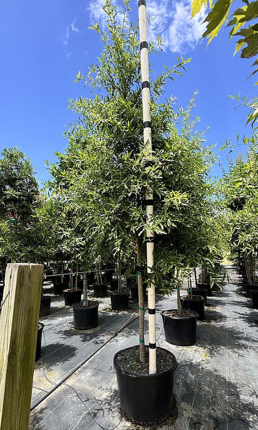 Willow Oak 15 Gallon Container