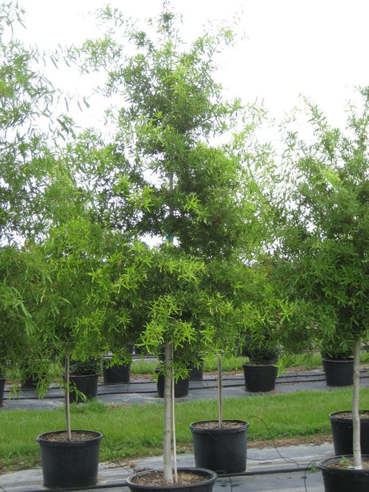 Willow Oak 5 Gallon Container