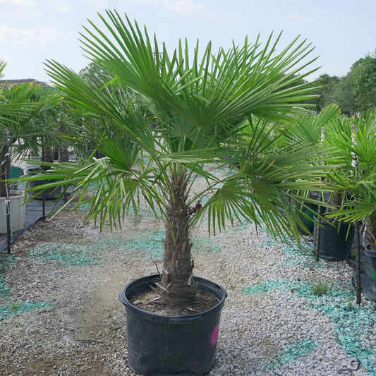 Windmill Palm 5 Gallon Container