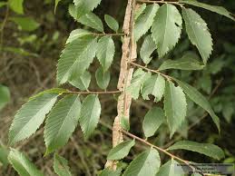 Winged Elm 5 Gallon Container